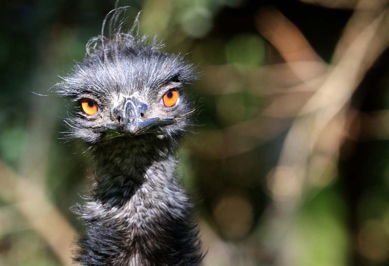 An Emu bird is pictured in its outdoor enclosure in the Duisburg zoo, northwestern Germany. Emus are the second largest member of the ratite group of flightless birds. They are native to Australia and are its national bird. (Roland Weihrauch/AFP/Getty Images)