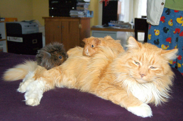 enhanced-32660-1417448074-1