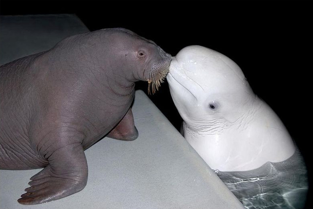 enhanced-buzz-13199-1348172944-5