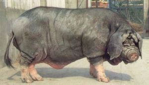 meishan pig