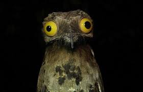 potoo2